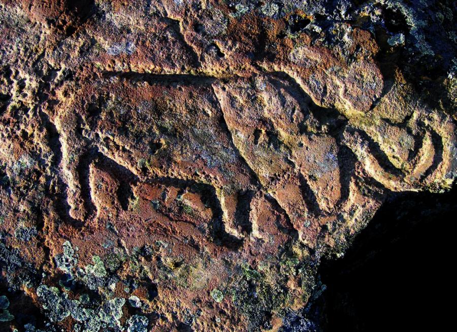 Olents. The image of a bull, the epoch of the Eneolithic. Photo by V.K. Merts