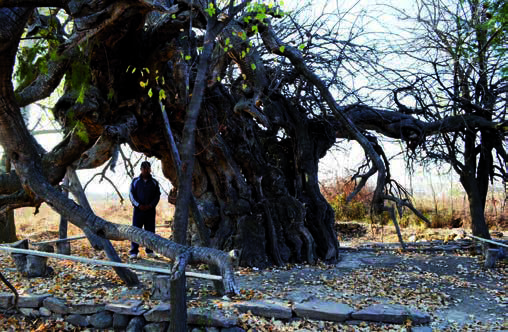 An old mulberry tree on the Karnak necropolis. Photo by E. Smagulov